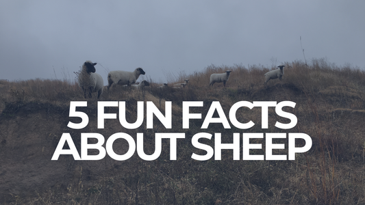 5 Fun Facts About Sheep