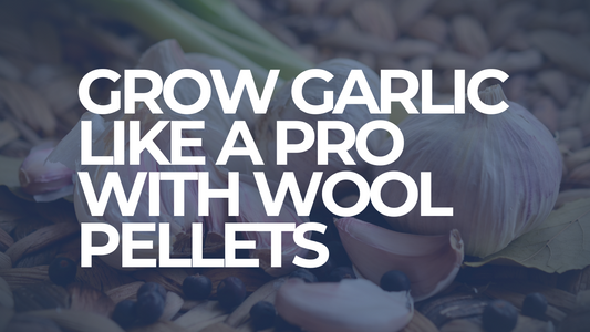 Grow garlic like a pro with sheep wool pellets