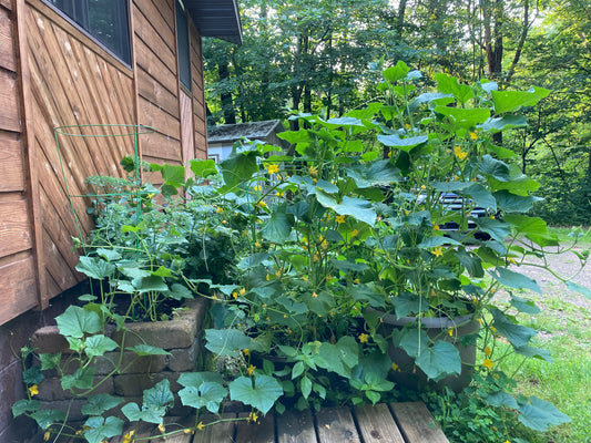Container gardening with wool pellets
