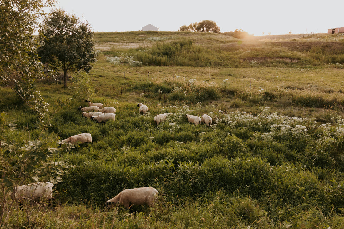 Wool pellets are an important addition to the American wool industry