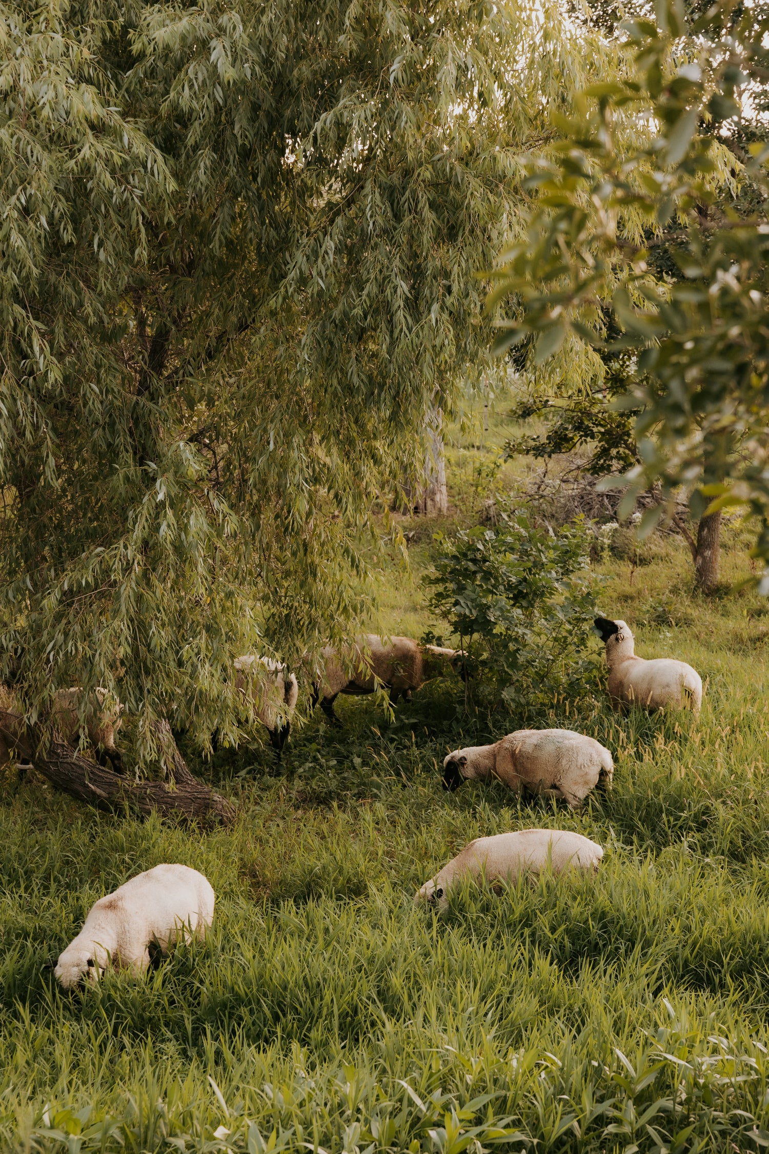 sheep grazing on pasture