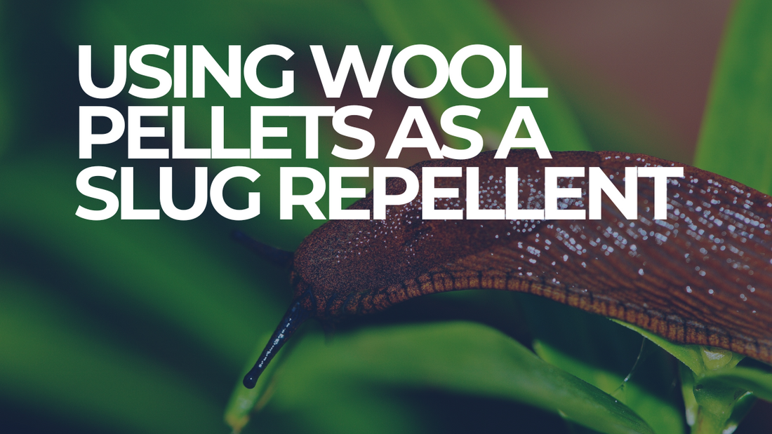 Wool pellets as a slug repellent