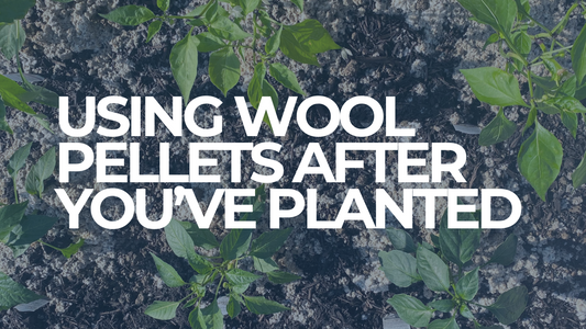 Using wool pellets after you've planted