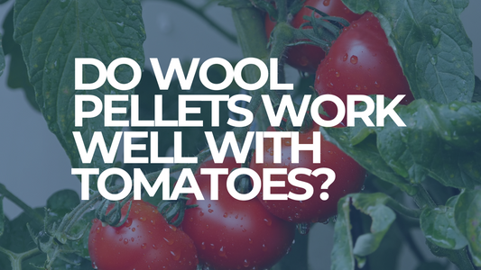 Do wool pellets work well with tomatoes?