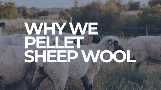 Why we pellet sheep wool to use in your garden