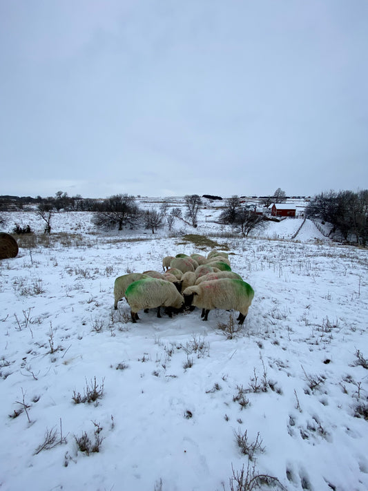 Ranch update: January brought snow squalls, cold, and a new pup