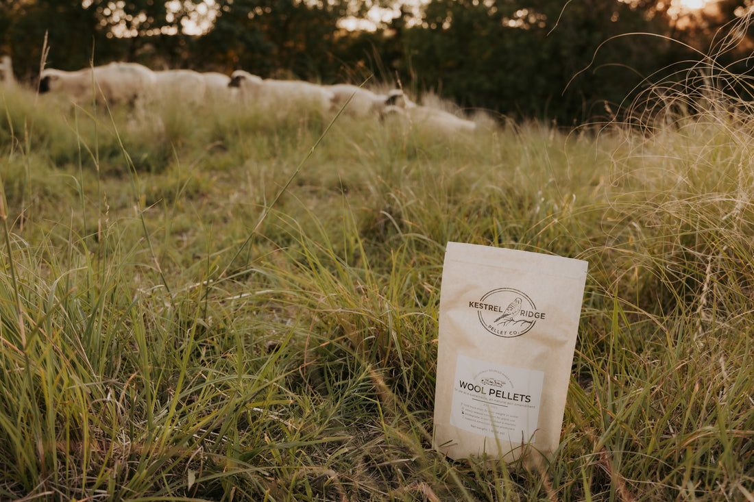 bag of wool pellets in front of sheep