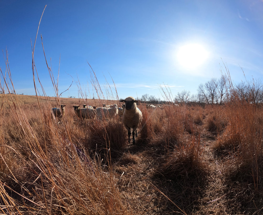 What's happening on the ranch: T-minus 5 months until lambs!